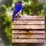 bluebird