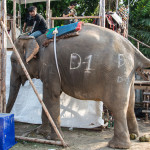 bangkok-elephant-polo-09
