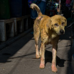 Mangey dog in Klong Toey Slum