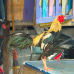 Rooster in Klong Toey Slum