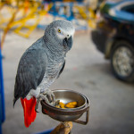 Parrot in Klong Toey Slum