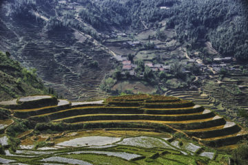 Vietnam tired rice farming